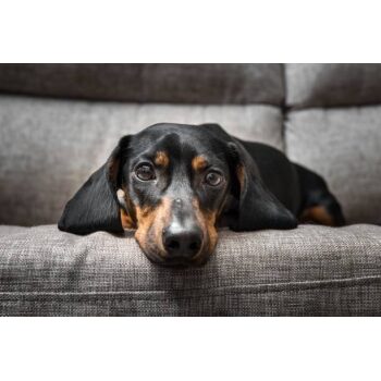 Hond