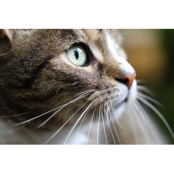 Kat